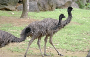 Emu Free HD Wallpapers