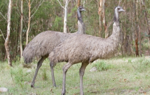 Emu HD Background