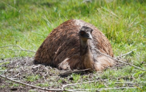 Emu High Quality Wallpapers