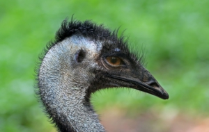 Emu Wallpapers And Backgrounds