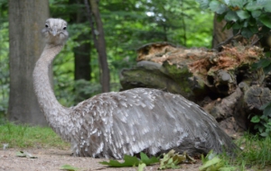 Emu For Desktop Background