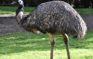 Emu Full HD