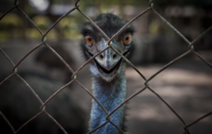 Emu Wallpaper For Windows