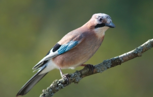 Eurasian Jay 4K
