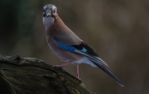 Eurasian Jay Background