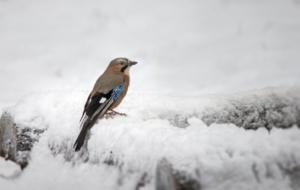 Eurasian Jay Computer Wallpaper