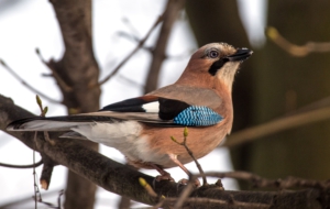 Eurasian Jay Desktop
