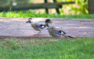 Eurasian Jay Desktop Images
