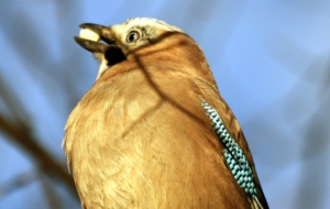 Eurasian Jay HD