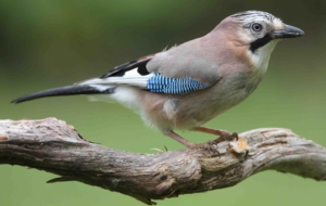Eurasian Jay HD Background