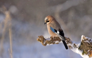 Eurasian Jay HD Wallpaper