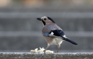 Eurasian Jay High Definition Wallpapers