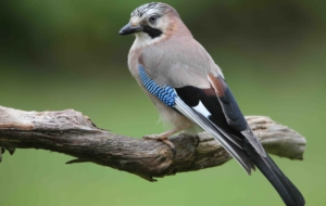 Eurasian Jay For Desktop