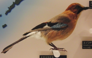 Eurasian Jay Full HD