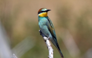 European Bee Eater 4K