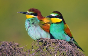 European Bee Eater Background