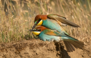 European Bee Eater Computer Backgrounds