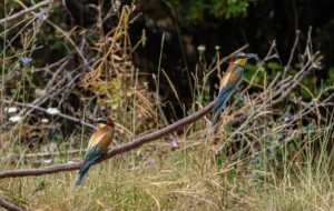 European Bee Eater Computer Wallpaper
