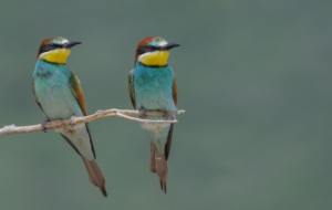 European Bee Eater Desktop