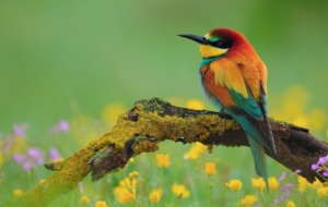 European Bee Eater HD