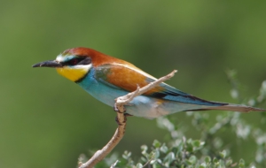 European Bee Eater HD Desktop