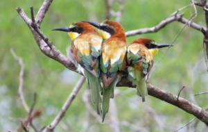 European Bee Eater HD Wallpaper