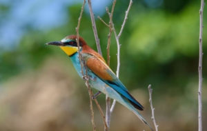 European Bee Eater High Definition Wallpapers