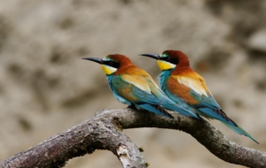 European Bee Eater High Quality Wallpapers