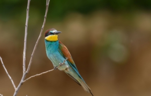 European Bee Eater Images