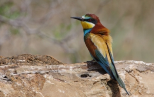 European Bee Eater For Desktop
