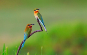 European Bee Eater Full HD