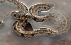 European Grass Snake 4K