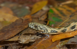 European Grass Snake Background