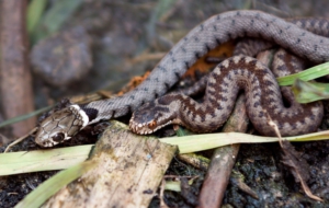 European Grass Snake Computer Backgrounds