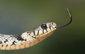 European Grass Snake Computer Wallpaper
