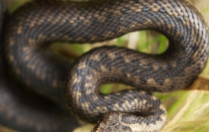 European Grass Snake Desktop