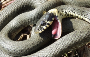 European Grass Snake HD