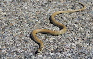 European Grass Snake HD Desktop