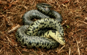 European Grass Snake HD Wallpaper