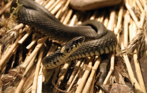 European Grass Snake High Definition