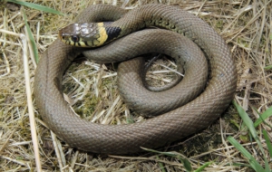European Grass Snake High Quality Wallpapers