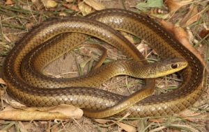 European Grass Snake For Desktop