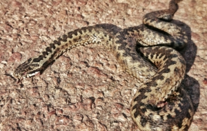 European Grass Snake Full HD