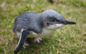 Fairy Penguin Background