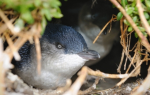 Fairy Penguin Computer Backgrounds