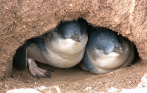 Fairy Penguin Computer Wallpaper