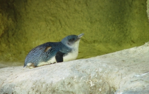 Fairy Penguin Desktop