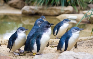 Fairy Penguin Desktop Images