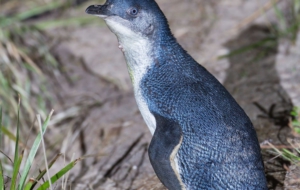 Fairy Penguin HD Background