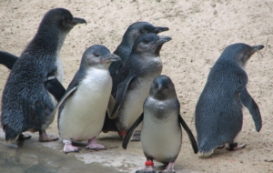 Fairy Penguin HD Wallpaper